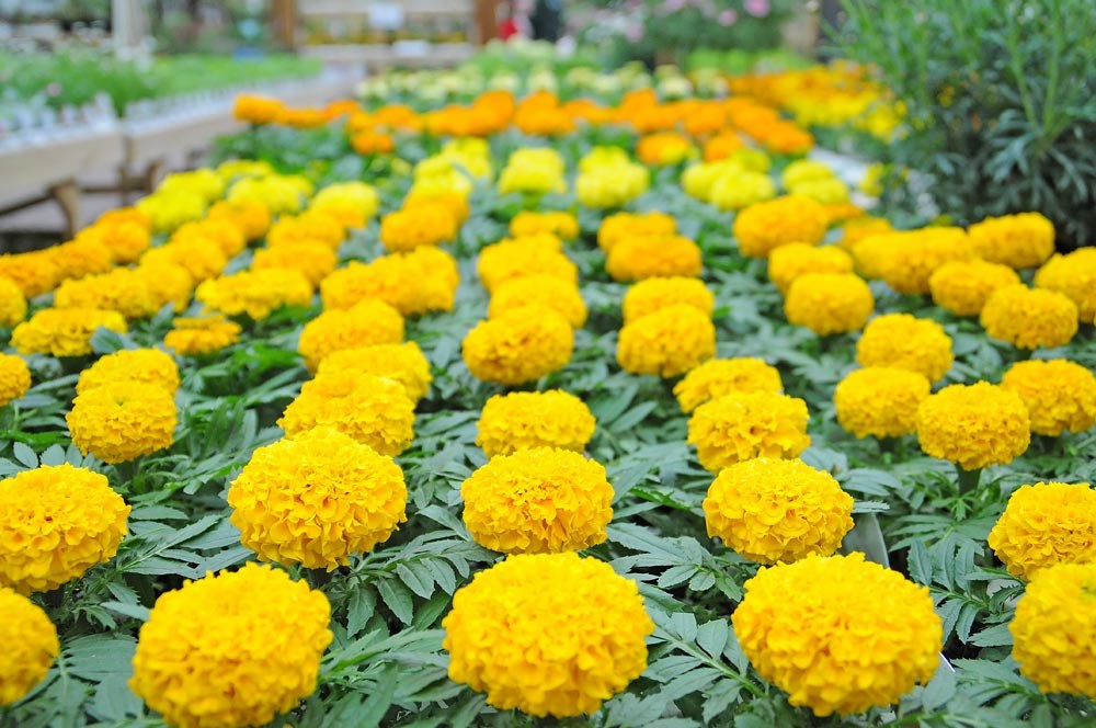 Bedding Plants